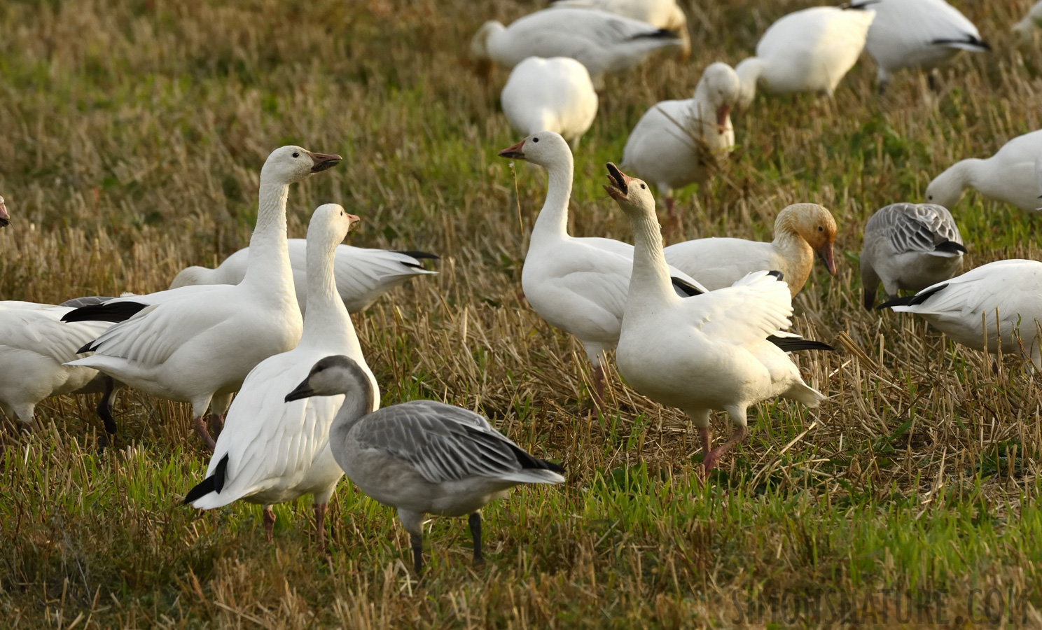 Anser caerulescens caerulescens [400 mm, 1/500 Sek. bei f / 10, ISO 1600]